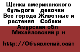 Щенки американского бульдога ( девочки) - Все города Животные и растения » Собаки   . Амурская обл.,Михайловский р-н